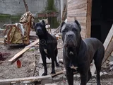 Safkan Scrli Aa Cane Corso