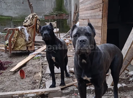 Safkan Scrli Aa Cane Corso görsel