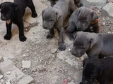 Safkan Scrli Aa Cane Corso