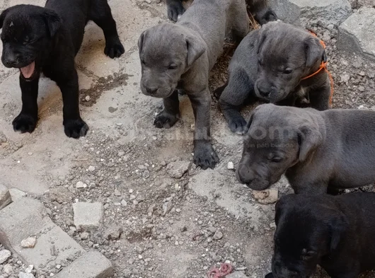 Safkan Scrli Aa Cane Corso görsel
