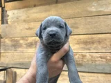 Safkan Scrli Aa Cane Corso