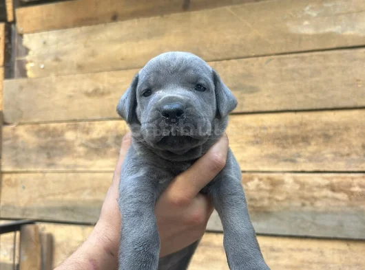 Safkan Scrli Aa Cane Corso görsel