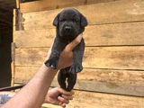 Safkan Scrli Aa Cane Corso