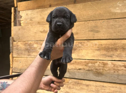 Safkan Scrli Aa Cane Corso görsel
