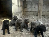 Safkan scrli Aa cane corso
