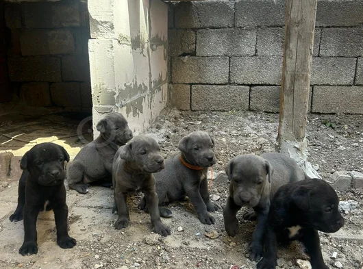 Safkan Scrli Aa Cane Corso