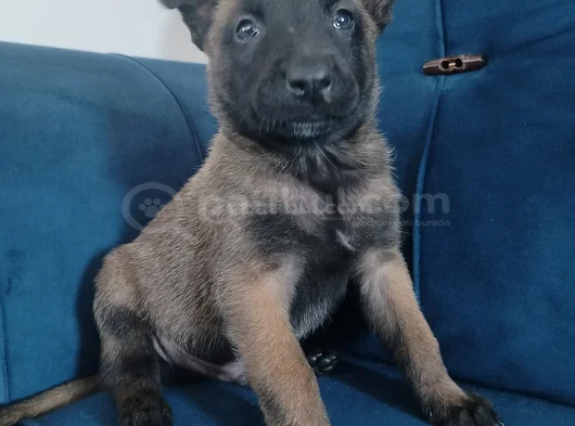 Belçika Kurdu Yavruları görsel