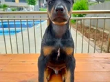 Doberman yavruları