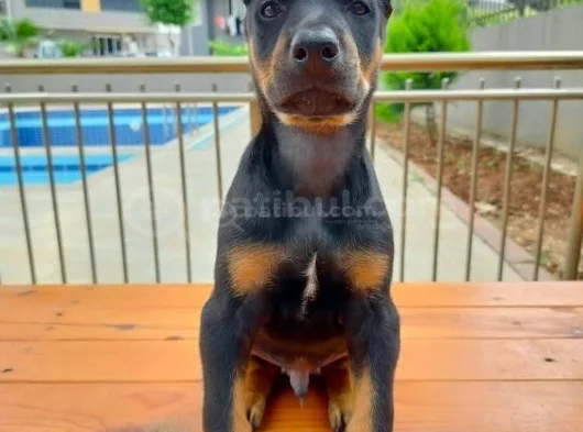 Doberman Yavruları