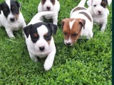 Tricolur jack russell
