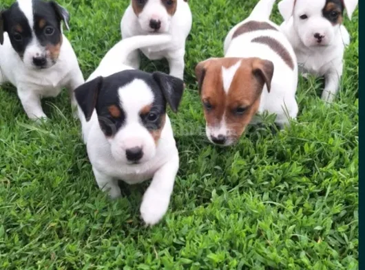 Tricolur Jack Russell