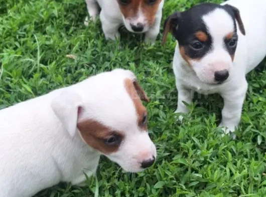 Tricolur Jack Russell görsel
