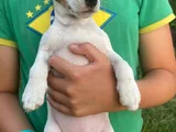 Tricolur Jack Russell