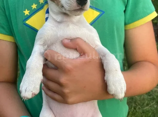 Tricolur Jack Russell görsel