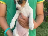 Tricolur Jack Russell