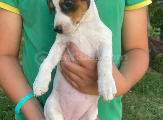 Tricolur Jack Russell görsel