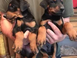 King Doberman