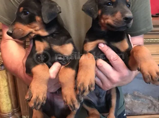 King Doberman görsel
