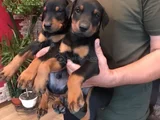 King Doberman