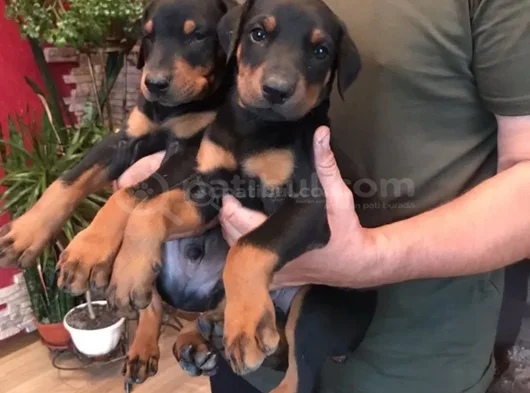 King Doberman görsel