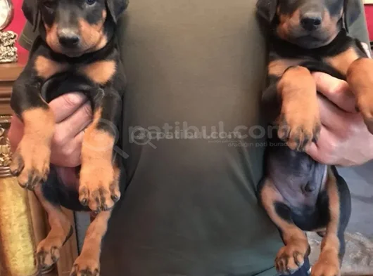 King Doberman