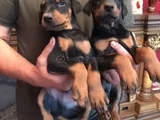 King Doberman