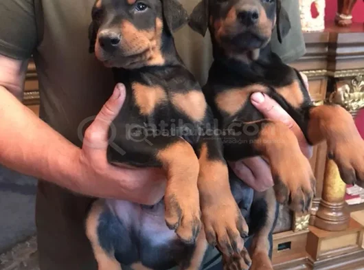 King Doberman görsel