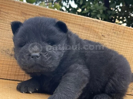 Çin Aslanı Yavruları görsel