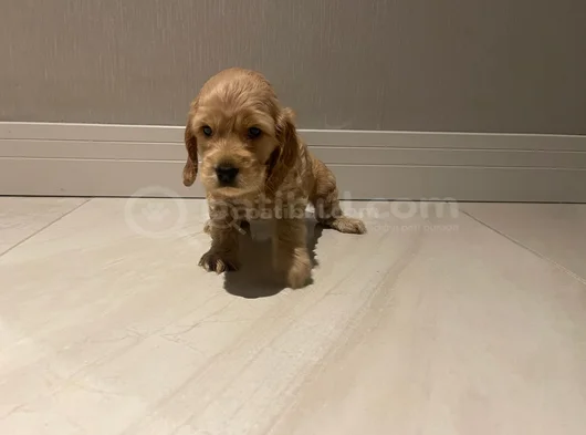 Cocker Dişi Erkek Yavrularımız görsel