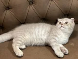 Mama Karşiliği 3 Aylik Erkek Scottish Fold