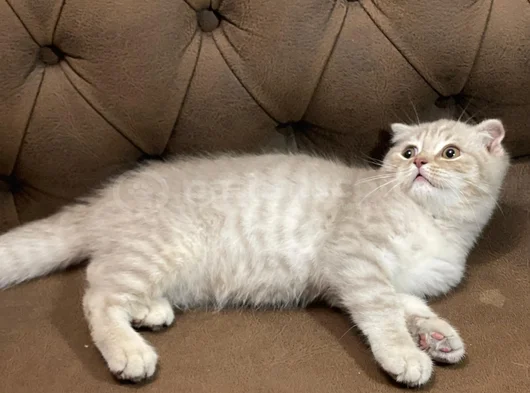 Mama Karşiliği 3 Aylik Erkek Scottish Fold görsel