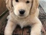 Safkan Golden Retriever Yavrularimiz