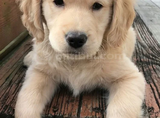 Safkan Golden Retriever Yavrularimiz görsel