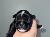 French Buldog Cho