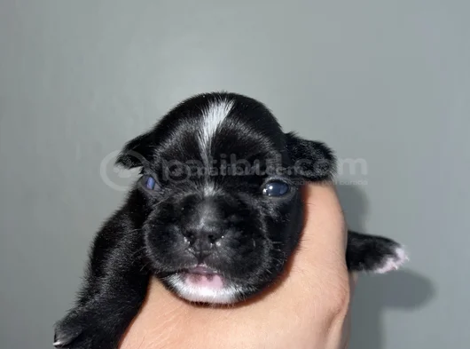 French Buldog Cho görsel