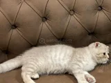 Mama Karşiliği 3 Aylik Erkek Scottish Fold