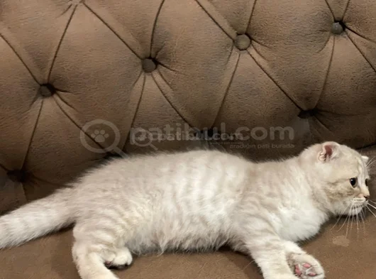 Mama Karşiliği 3 Aylik Erkek Scottish Fold görsel
