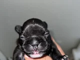 French Buldog Cho