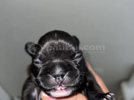 French Buldog Cho görsel