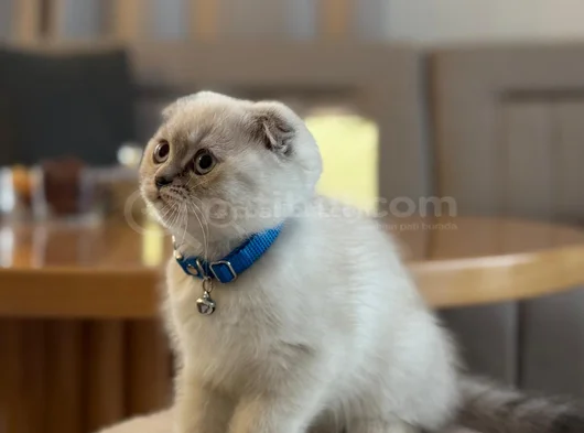 3 Aylık Scottish Fold Blue Point Dişi Yavru görsel