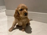 Cocker dişi erkek yavrularımız
