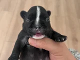 French Buldog Cho