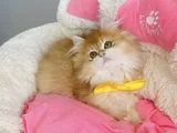 Üst Düzey Golden Ny12 British Longhair Bebegim