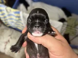 FRENCH BULDOG cho