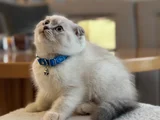 3 Aylık Scottish Fold Blue Point Dişi Yavru
