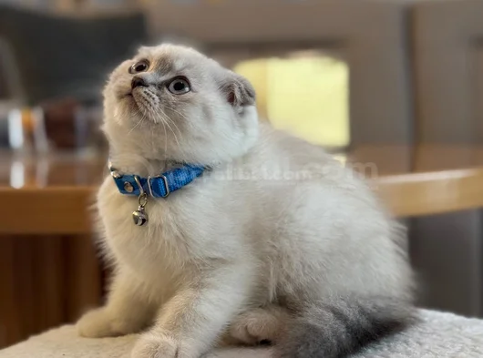 3 Aylık Scottish Fold Blue Point Dişi Yavru görsel