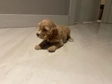 Cocker Dişi Erkek Yavrularımız