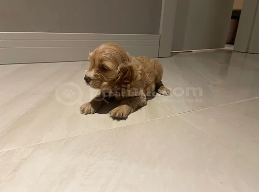 Cocker Dişi Erkek Yavrularımız görsel