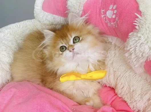 Üst Düzey Golden Ny12 British Longhair Bebegim