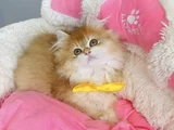 Üst Düzey Golden Ny12 British Longhair Bebegim